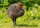 moorhen_080508a.jpg