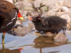 Filename=moorhen_080508b.jpg
Filesize=172KB
Dimensions=800x598
Date added=Nov 14, 2008 moorhen_080508b.jpg