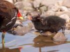 moorhen_080508b.jpg