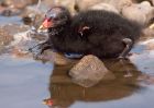 Filename=moorhen_080508d.jpg
Filesize=172KB
Dimensions=800x570
Date added=Nov 14, 2008 moorhen_080508d.jpg
