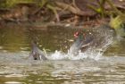 moorhen_090308a.jpg