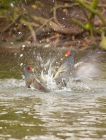 moorhen_090308b.jpg