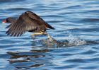 moorhen_100209a.jpg