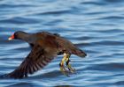 moorhen_100209b.jpg