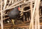 moorhen_100210b.jpg