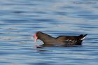 moorhen_100211a.jpg