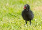 moorhen_110510b.jpg