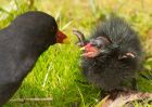 moorhen_110510f.jpg