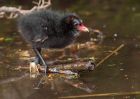 moorhen_110510h.jpg