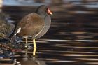 moorhen_111212a.jpg