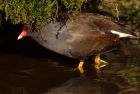 Filename=moorhen_121108b.jpg
Filesize=141KB
Dimensions=800x539
Date added=Nov 14, 2008 moorhen_121108b.jpg