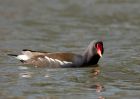 moorhen_140309a.jpg