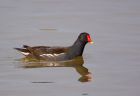 moorhen_141007a.jpg