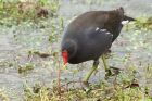 moorhen_141013k.jpg