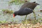 moorhen_141013m.jpg