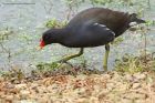 moorhen_141013p.jpg