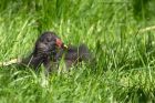 moorhen_150811a.jpg