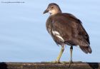 moorhen_150911d.jpg