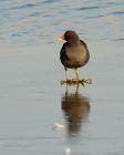 Filename=moorhen_160208b.jpg
Filesize=135KB
Dimensions=641x800
Date added=Aug 03, 2008 moorhen_160208b.jpg