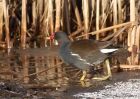 moorhen_171210a.jpg