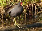 Filename=moorhen_180908d.jpg
Filesize=235KB
Dimensions=800x599
Date added=Nov 14, 2008 moorhen_180908d.jpg