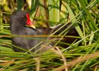 Filename=moorhen_180908f.jpg
Filesize=231KB
Dimensions=800x581
Date added=Nov 14, 2008 moorhen_180908f.jpg