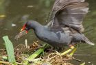 Filename=moorhen_200807b.jpg
Filesize=194KB
Dimensions=800x545
Date added=Nov 14, 2008 moorhen_200807b.jpg