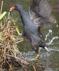 Filename=moorhen_200807d.jpg
Filesize=215KB
Dimensions=670x800
Date added=Nov 14, 2008 moorhen_200807d.jpg