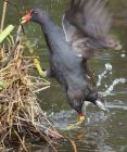 moorhen_200807d.jpg