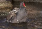 moorhen_210111a.jpg