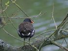 moorhen_2104a.jpg