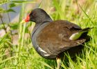 moorhen_210708c.jpg