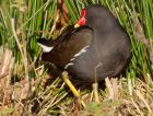 Filename=moorhen_220109a.jpg
Filesize=192KB
Dimensions=800x609
Date added=Jan 24, 2009 moorhen_220109a.jpg
