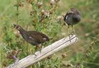 moorhen_2208a.jpg