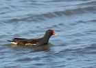 moorhen_220909a.jpg