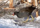 moorhen_231210c.jpg