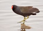 Filename=moorhen_250208b.jpg
Filesize=141KB
Dimensions=800x583
Date added=Nov 14, 2008 moorhen_250208b.jpg