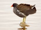 Filename=moorhen_250208c.jpg
Filesize=142KB
Dimensions=800x598
Date added=Nov 14, 2008 moorhen_250208c.jpg