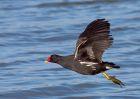 moorhen_250209b.jpg