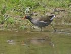 Filename=moorhen_2505a.jpg
Filesize=170KB
Dimensions=800x618
Date added=Aug 28, 2008 moorhen_2505a.jpg