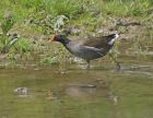 moorhen_2505a.jpg