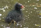 Filename=moorhen_260607a.jpg
Filesize=188KB
Dimensions=830x582
Date added=Nov 14, 2008 moorhen_260607a.jpg