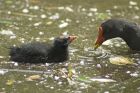 Filename=moorhen_260607c.jpg
Filesize=219KB
Dimensions=850x570
Date added=Nov 14, 2008 moorhen_260607c.jpg