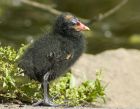 moorhen_260607d.jpg