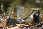 moorhen_260607i.jpg