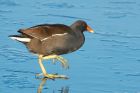 moorhen_261116c.jpg