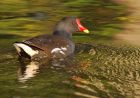 moorhen_270908a.jpg