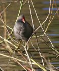 moorhen_2711a.jpg