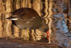 moorhen_271208a.jpg