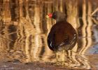 Filename=moorhen_271208c.jpg
Filesize=171KB
Dimensions=800x573
Date added=Dec 29, 2008 moorhen_271208c.jpg
